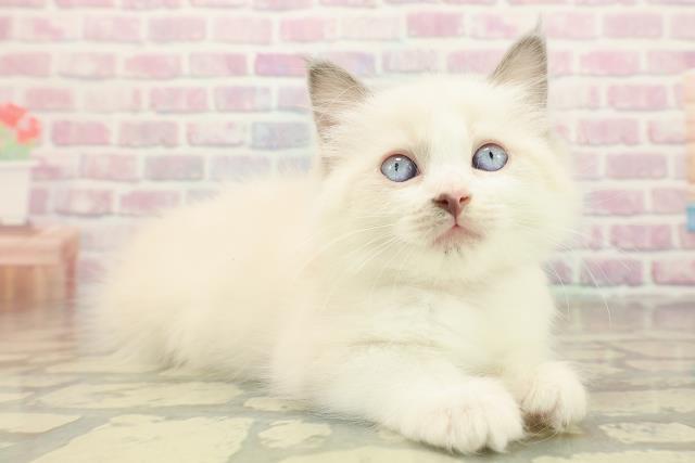 神奈川県のラグドール (Coo&RIKU小田原店/2025年10月18日生まれ/女の子/ブルーポイントバイカラー)の子猫の3枚目の画像
