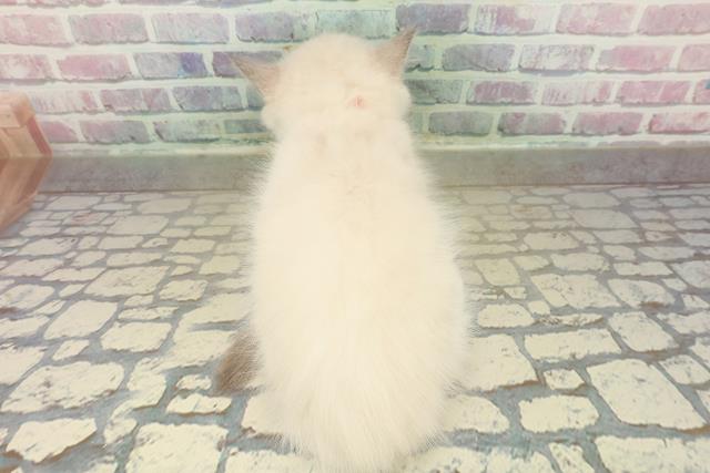 神奈川県のラグドール (Coo&RIKU小田原店/2025年10月18日生まれ/女の子/ブルーポイントバイカラー)の子猫の4枚目の画像