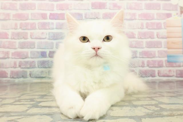 茨城県のラガマフィン (Coo&RIKU筑西店/2025年8月10日生まれ/男の子/クリームタビーホワイト)の子猫の1枚目の画像