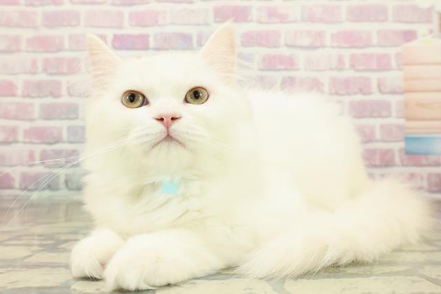 茨城県のラガマフィン (Coo&RIKU筑西店/2025年8月10日生まれ/男の子/クリームタビーホワイト)の子猫の2枚目の画像