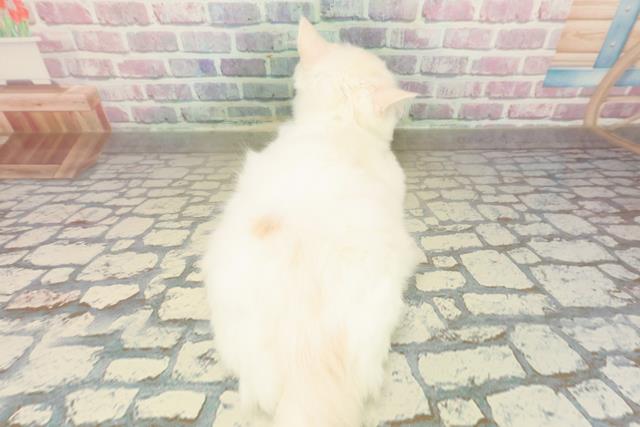 茨城県のラガマフィン (Coo&RIKU筑西店/2025年8月10日生まれ/男の子/クリームタビーホワイト)の子猫の4枚目の画像