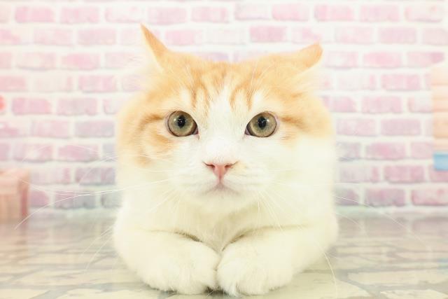 茨城県のラガマフィン (Coo&RIKU石岡店/2025年8月10日生まれ/男の子/レッドタビーホワイト)の子猫の1枚目の画像