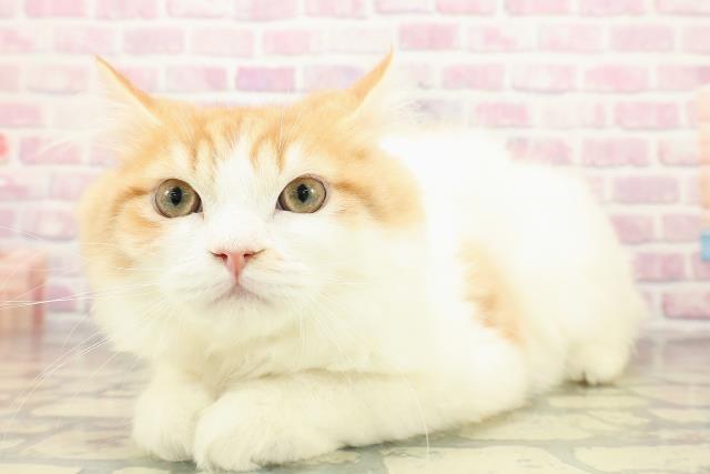 茨城県のラガマフィン (Coo&RIKU石岡店/2025年8月10日生まれ/男の子/レッドタビーホワイト)の子猫の2枚目の画像