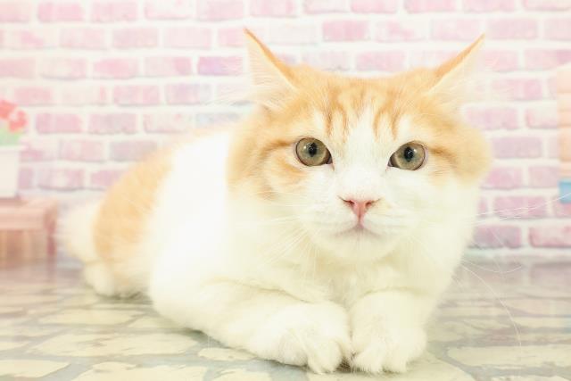 茨城県のラガマフィン (Coo&RIKU石岡店/2025年8月10日生まれ/男の子/レッドタビーホワイト)の子猫の3枚目の画像