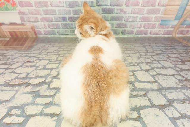 茨城県のラガマフィン (Coo&RIKU石岡店/2025年8月10日生まれ/男の子/レッドタビーホワイト)の子猫の4枚目の画像