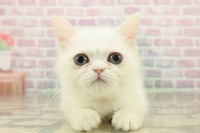 神奈川県のミヌエット (Coo&RIKU平塚店/2025年9月19日生まれ/女の子/ホワイト)の子猫の1枚目の画像