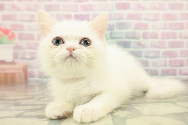 神奈川県のミヌエット (Coo&RIKU平塚店/2025年9月19日生まれ/女の子/ホワイト)の子猫の2枚目の画像