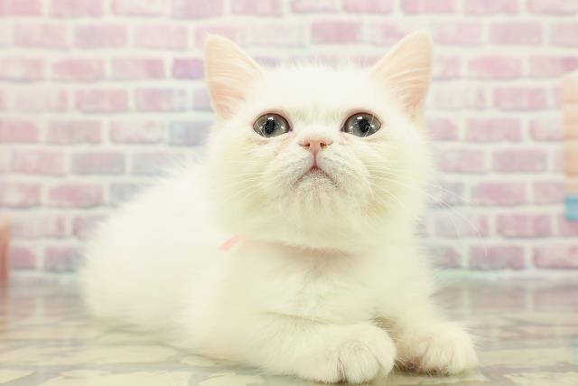 神奈川県のミヌエット (Coo&RIKU平塚店/2025年9月19日生まれ/女の子/ホワイト)の子猫の3枚目の画像