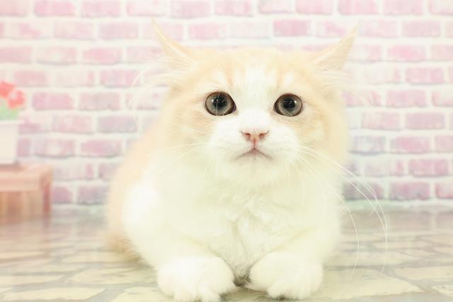 神奈川県のラガマフィン (Coo&RIKU江の島店/2025年8月10日生まれ/男の子/クリームホワイト)の子猫の1枚目の画像