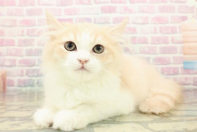 神奈川県のラガマフィン (Coo&RIKU江の島店/2025年8月10日生まれ/男の子/クリームホワイト)の子猫の2枚目の画像