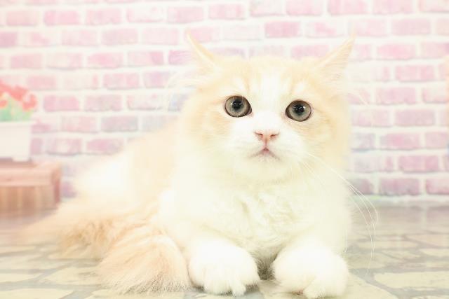 神奈川県のラガマフィン (Coo&RIKU江の島店/2025年8月10日生まれ/男の子/クリームホワイト)の子猫の3枚目の画像