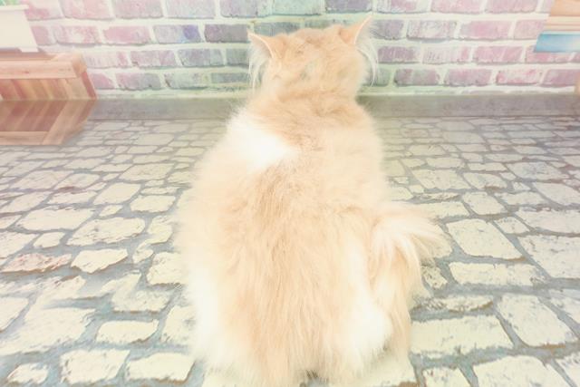 神奈川県のラガマフィン (Coo&RIKU江の島店/2025年8月10日生まれ/男の子/クリームホワイト)の子猫の4枚目の画像