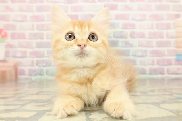 神奈川県のラガマフィン (Coo&RIKU小田原店/2025年10月1日生まれ/女の子/レッドタビー)の子猫の1枚目の画像