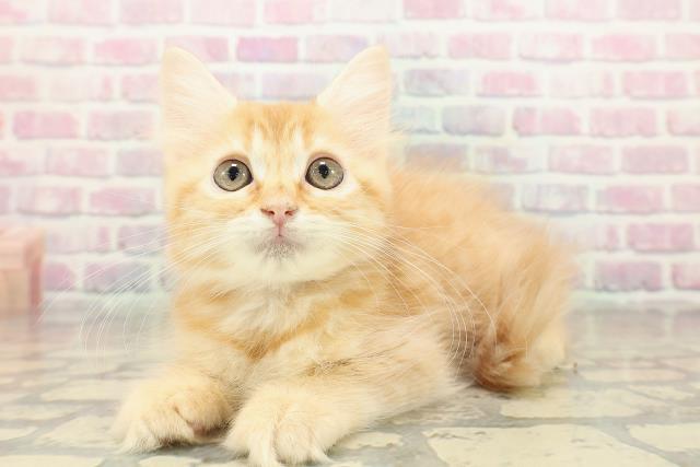 神奈川県のラガマフィン (Coo&RIKU小田原店/2025年10月1日生まれ/女の子/レッドタビー)の子猫の2枚目の画像