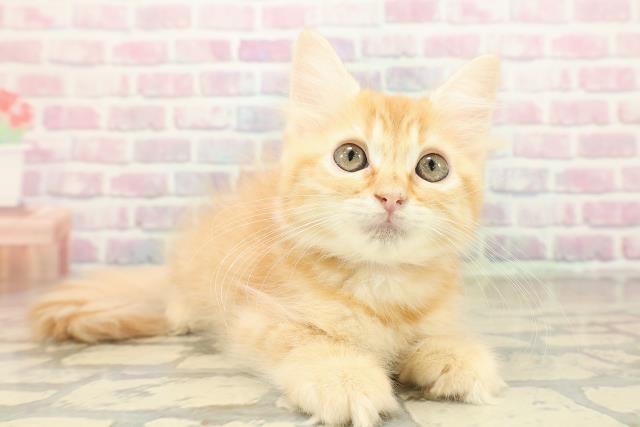 神奈川県のラガマフィン (Coo&RIKU小田原店/2025年10月1日生まれ/女の子/レッドタビー)の子猫の3枚目の画像