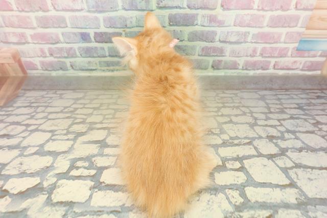 神奈川県のラガマフィン (Coo&RIKU小田原店/2025年10月1日生まれ/女の子/レッドタビー)の子猫の4枚目の画像