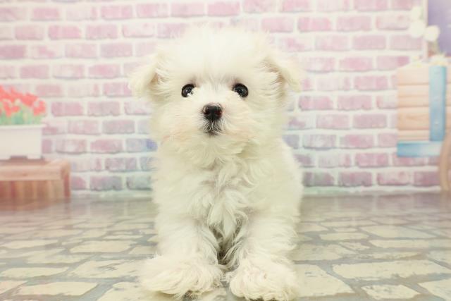 神奈川県のマルチーズ (Coo&RIKU横浜港南台店/2025年10月22日生まれ/女の子/ホワイト)の子犬の1枚目の画像
