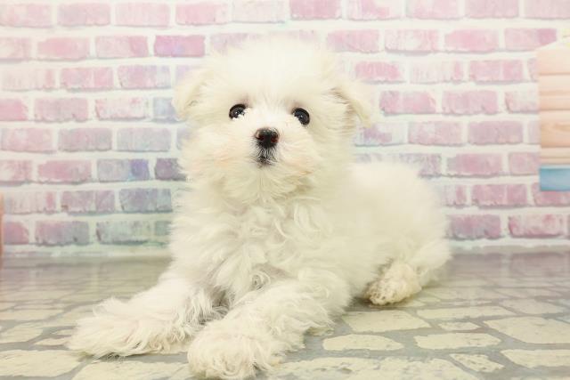 神奈川県のマルチーズ (Coo&RIKU横浜港南台店/2025年10月22日生まれ/女の子/ホワイト)の子犬の2枚目の画像