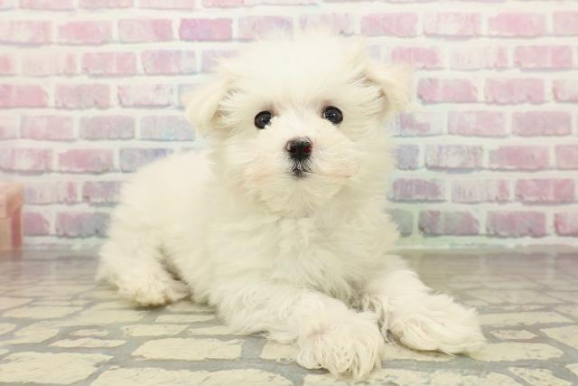 神奈川県のマルチーズ (Coo&RIKU横浜港南台店/2025年10月22日生まれ/女の子/ホワイト)の子犬の3枚目の画像