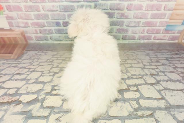 神奈川県のマルチーズ (Coo&RIKU横浜港南台店/2025年10月22日生まれ/女の子/ホワイト)の子犬の4枚目の画像