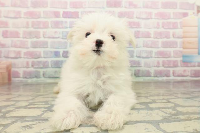 神奈川県のマルチーズ (Coo&RIKU江の島店/2025年10月22日生まれ/女の子/ホワイト)の子犬の1枚目の画像