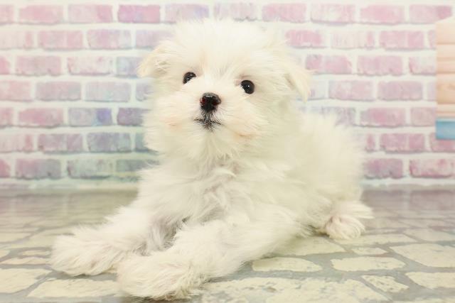 神奈川県のマルチーズ (Coo&RIKU江の島店/2025年10月22日生まれ/女の子/ホワイト)の子犬の2枚目の画像