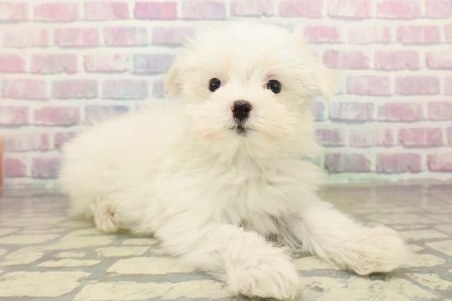 神奈川県のマルチーズ (Coo&RIKU江の島店/2025年10月22日生まれ/女の子/ホワイト)の子犬の3枚目の画像