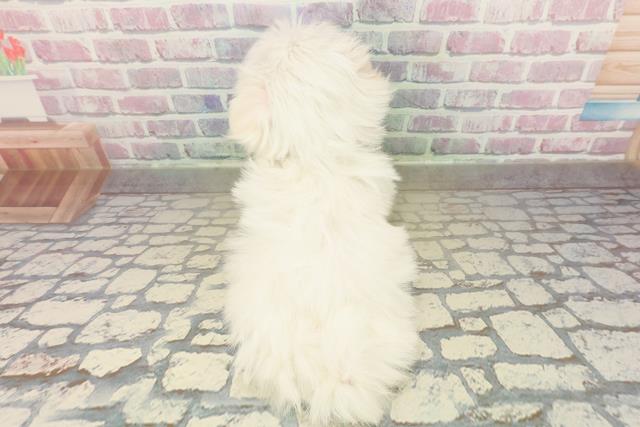 神奈川県のマルチーズ (Coo&RIKU江の島店/2025年10月22日生まれ/女の子/ホワイト)の子犬の4枚目の画像