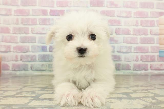 神奈川県のマルチーズ (Coo&RIKU秦野店/2025年10月22日生まれ/女の子/ホワイト)の子犬の1枚目の画像