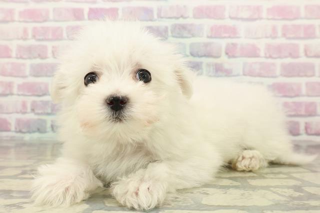 神奈川県のマルチーズ (Coo&RIKU秦野店/2025年10月22日生まれ/女の子/ホワイト)の子犬の2枚目の画像