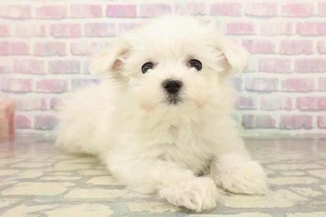 神奈川県のマルチーズ (Coo&RIKU秦野店/2025年10月22日生まれ/女の子/ホワイト)の子犬の3枚目の画像