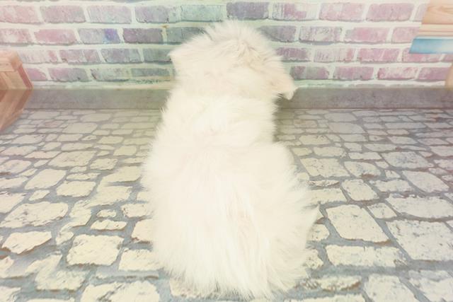 神奈川県のマルチーズ (Coo&RIKU秦野店/2025年10月22日生まれ/女の子/ホワイト)の子犬の4枚目の画像