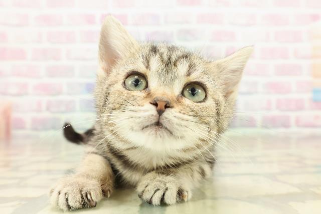 茨城県のアメリカンショートヘアー (Coo&RIKU日立店/2025年9月20日生まれ/女の子/ブラウンタビー)の子猫の1枚目の画像