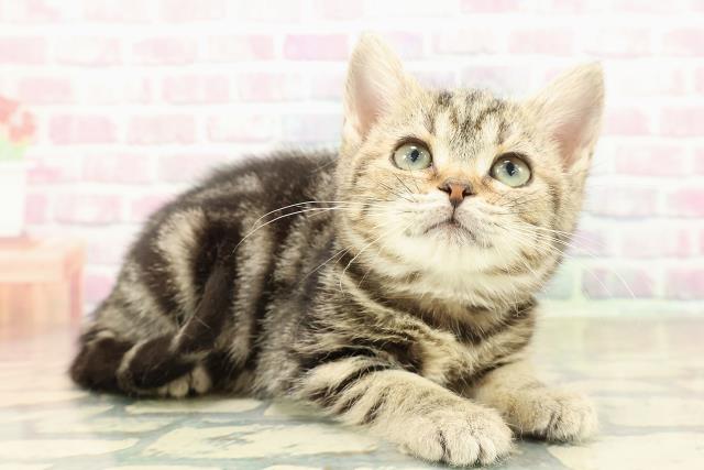 茨城県のアメリカンショートヘアー (Coo&RIKU日立店/2025年9月20日生まれ/女の子/ブラウンタビー)の子猫の3枚目の画像