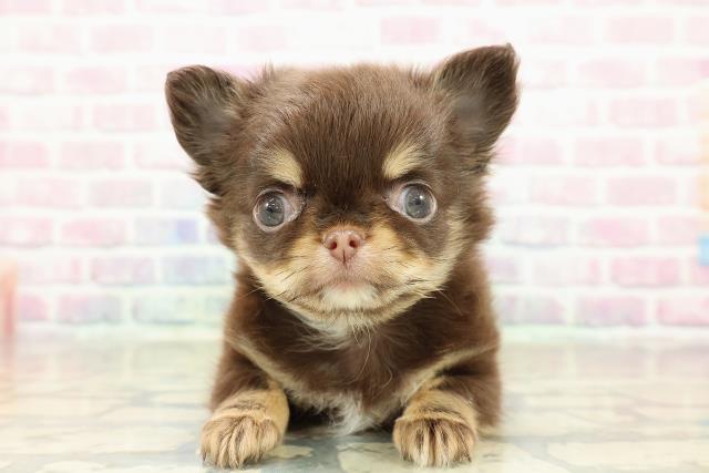 栃木県のチワワ(ロング) (Coo&RIKUFKDインターパーク店/2025年10月23日生まれ/男の子/チョコレートタン)の子犬の1枚目の画像