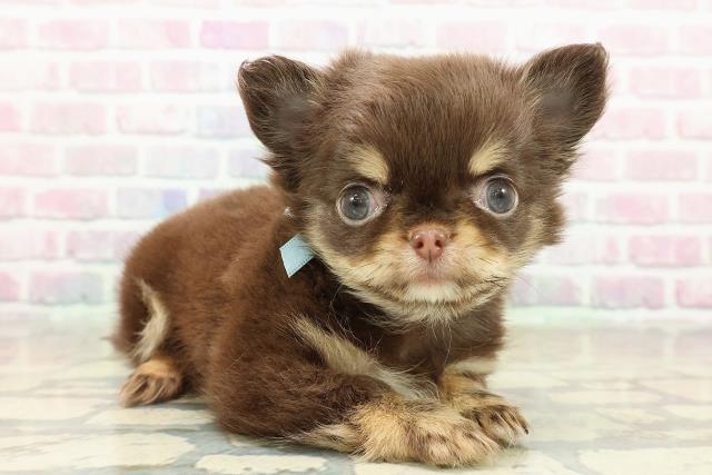 栃木県のチワワ(ロング) (Coo&RIKUFKDインターパーク店/2025年10月23日生まれ/男の子/チョコレートタン)の子犬の3枚目の画像