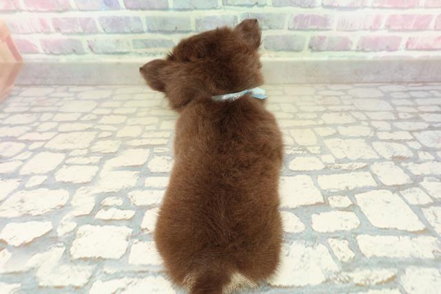 栃木県のチワワ(ロング) (Coo&RIKUFKDインターパーク店/2025年10月23日生まれ/男の子/チョコレートタン)の子犬の4枚目の画像