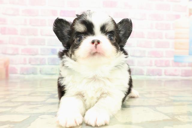 茨城県のチワワ(ロング) (Coo&RIKU筑西店/2025年10月22日生まれ/男の子/ブラックタンホワイト)の子犬の1枚目の画像