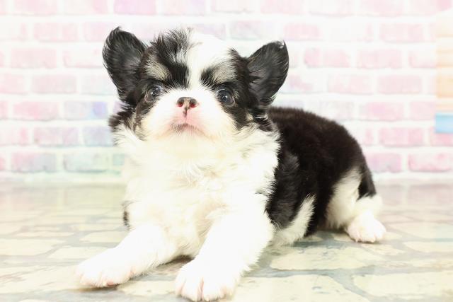 茨城県のチワワ(ロング) (Coo&RIKU筑西店/2025年10月22日生まれ/男の子/ブラックタンホワイト)の子犬の2枚目の画像