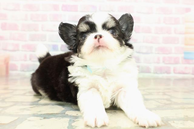 茨城県のチワワ(ロング) (Coo&RIKU筑西店/2025年10月22日生まれ/男の子/ブラックタンホワイト)の子犬の3枚目の画像