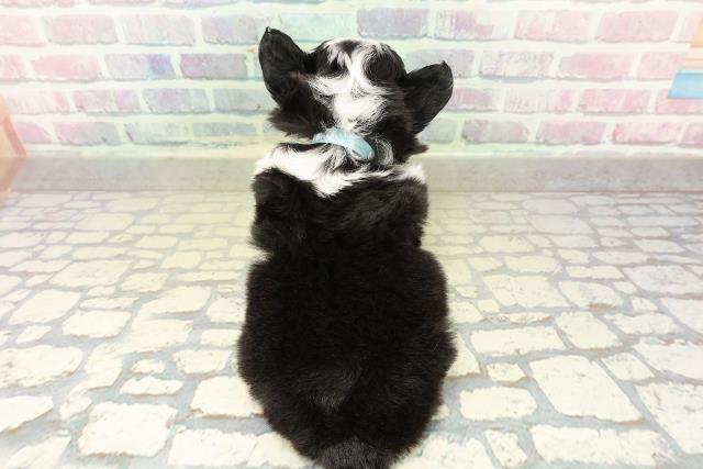 茨城県のチワワ(ロング) (Coo&RIKU筑西店/2025年10月22日生まれ/男の子/ブラックタンホワイト)の子犬の4枚目の画像