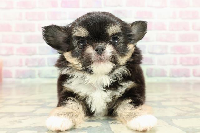 神奈川県のチワワ(ロング) (Coo&RIKU秦野店/2025年10月22日生まれ/男の子/ブラックタンホワイト)の子犬の1枚目の画像
