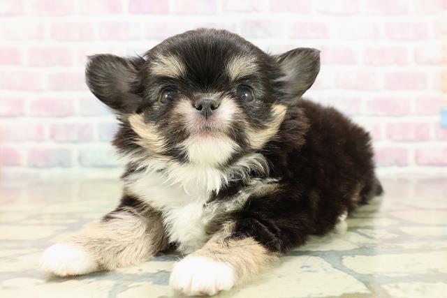 神奈川県のチワワ(ロング) (Coo&RIKU秦野店/2025年10月22日生まれ/男の子/ブラックタンホワイト)の子犬の2枚目の画像