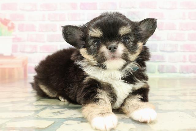 神奈川県のチワワ(ロング) (Coo&RIKU秦野店/2025年10月22日生まれ/男の子/ブラックタンホワイト)の子犬の3枚目の画像