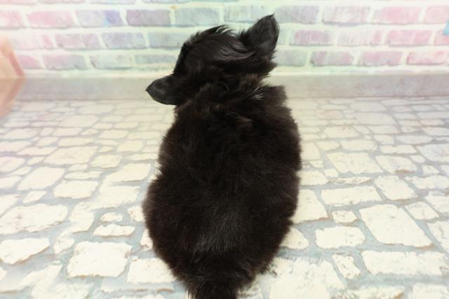 神奈川県のチワワ(ロング) (Coo&RIKU秦野店/2025年10月22日生まれ/男の子/ブラックタンホワイト)の子犬の4枚目の画像