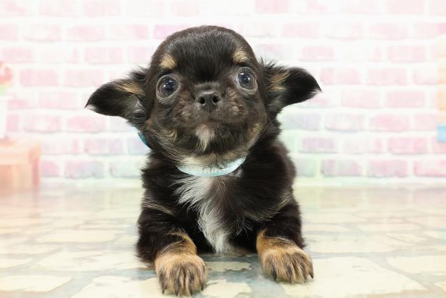 栃木県のチワワ(ロング) (Coo&RIKU小山店/2025年10月21日生まれ/男の子/ブラックタンホワイト)の子犬の1枚目の画像