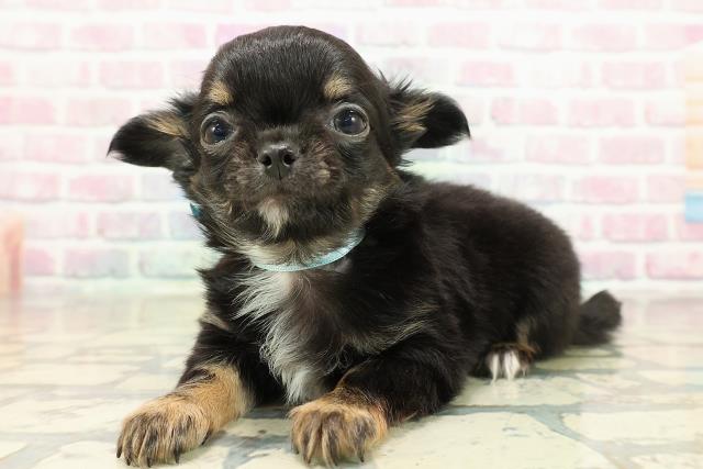 栃木県のチワワ(ロング) (Coo&RIKU小山店/2025年10月21日生まれ/男の子/ブラックタンホワイト)の子犬の2枚目の画像