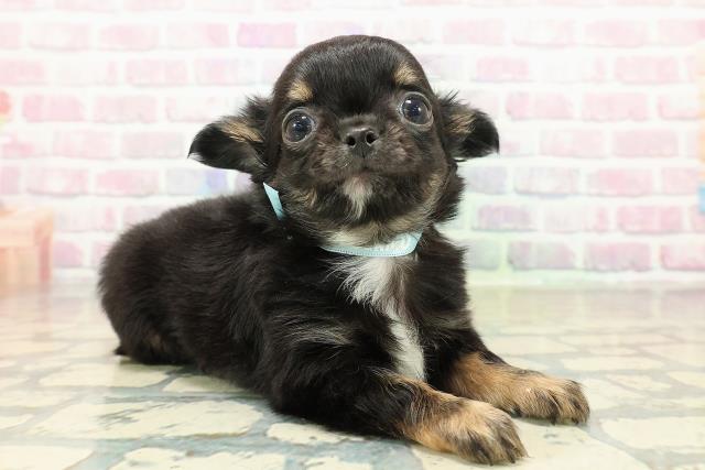 栃木県のチワワ(ロング) (Coo&RIKU小山店/2025年10月21日生まれ/男の子/ブラックタンホワイト)の子犬の3枚目の画像