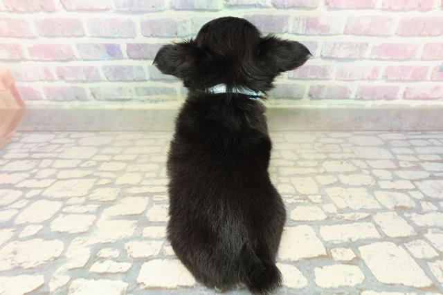 栃木県のチワワ(ロング) (Coo&RIKU小山店/2025年10月21日生まれ/男の子/ブラックタンホワイト)の子犬の4枚目の画像