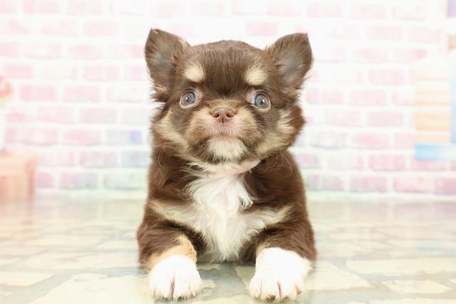 茨城県のチワワ(ロング) (Coo&RIKU牛久店/2025年10月19日生まれ/女の子/チョコレートタンホワイト)の子犬の1枚目の画像